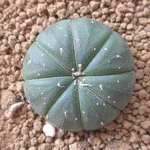 兜[仙人掌科植物]