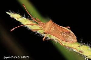 額刺棘緣椿象 額刺棘緣椿象