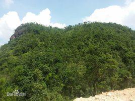 綠色崛起 綠色崛起