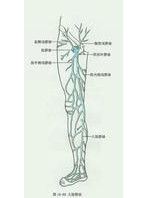 大隱靜脈 大隱靜脈