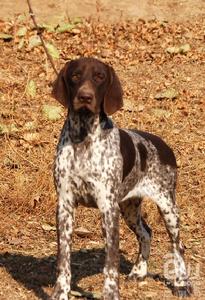 德國短毛波音達獵犬