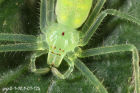 綠色小眼高腳蛛
