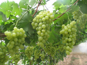 京翠葡萄 京翠葡萄