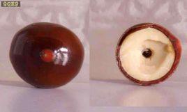 太陽菩提 太陽菩提