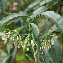 顯脈紫金牛 顯脈紫金牛