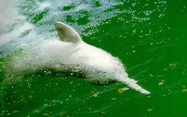 湖北長江天鵝洲白暨豚國家級自然保護區 湖北長江天鵝洲白暨豚國家級自然保護區