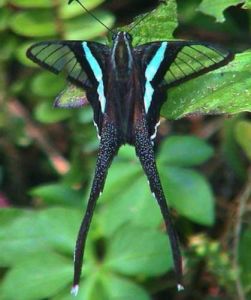 長尾鳳蝶 長尾鳳蝶