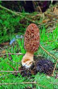 高羊肚菌 高羊肚菌