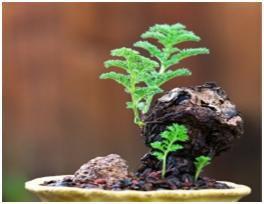 羽葉洋葵 羽葉洋葵