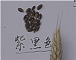 彩麥（紫黑色）