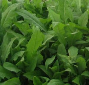 毛葉苦蕒菜 毛葉苦蕒菜