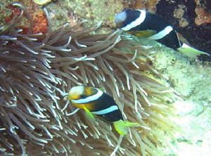 潛水風光 潛水風光