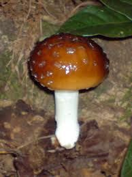 布拉格菌屬 布拉格菌屬