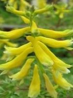 球果黃堇 球果黃堇