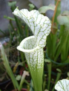 銅帽黃瓶子草 銅帽黃瓶子草