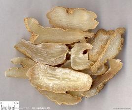 天麻提取物 天麻提取物