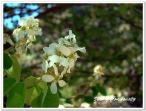 加拿大唐棣 加拿大唐棣