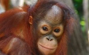 婆羅洲猩猩加里曼丹亞種 婆羅洲猩猩加里曼丹亞種