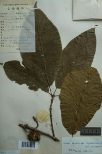 蘋婆猴歡喜 蘋婆猴歡喜