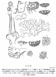 遼寧錢苔 遼寧錢苔