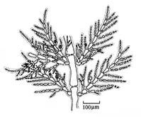 赫勃對絲藻的藻體中部，示四分孢子囊