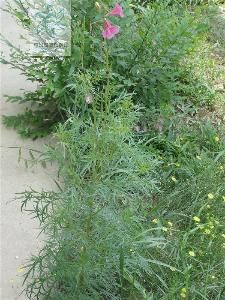 黃毛蒿系 黃毛蒿系