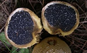 橙黃硬皮馬勃 橙黃硬皮馬勃