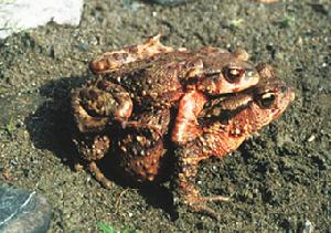 （圖）華西蟾蜍