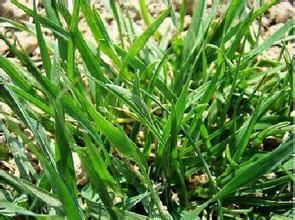 曲枝羊茅 曲枝羊茅