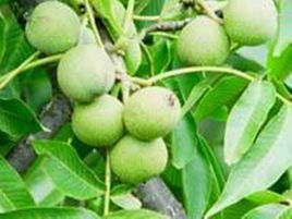 大樹三台 大樹三台