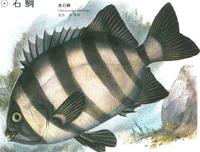 石鯛 石鯛