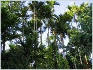 甘什嶺自然保護區 甘什嶺自然保護區