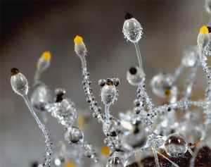 晶澈水玉霉 晶澈水玉霉