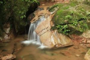 盤龍原始森林公園 盤龍原始森林公園