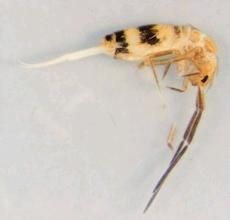 半翅類水蟲 半翅類水蟲