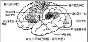 大腦皮層神經中樞
