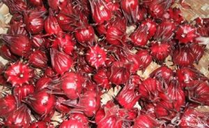 玫瑰茄提取物 玫瑰茄提取物