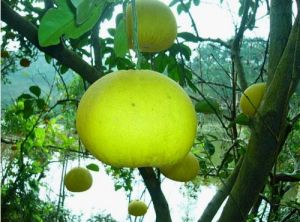 梁平柚子 梁平柚子