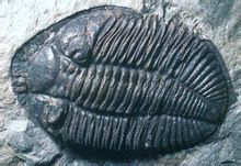 三葉蟲化石