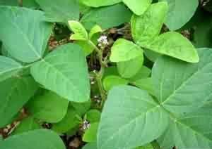 黑大豆葉[黑大豆葉]