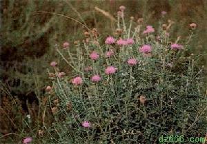 歐洲菊苣 歐洲菊苣