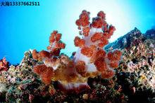 大洲島色彩斑斕的海底世界