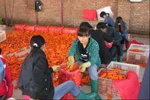 山西省南河堡蔬菜貨運中心