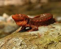 尾斑瘰螈 尾斑瘰螈