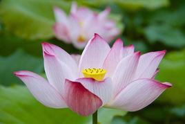 愛蓮文化 愛蓮文化