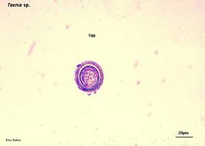 縮小膜殼絛蟲病