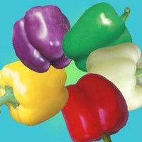 彩椒