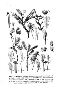 錫金岩黃耆(原變種) 錫金岩黃耆(原變種)