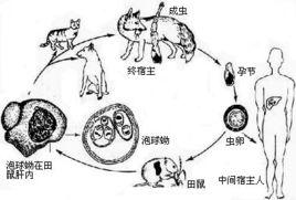 多房棘球絛蟲 多房棘球絛蟲