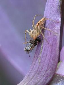 捕食假說 捕食假說